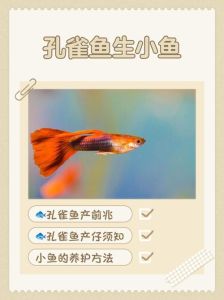 刚下的小孔雀鱼几天换水，老水稳适应，喂食勤观察