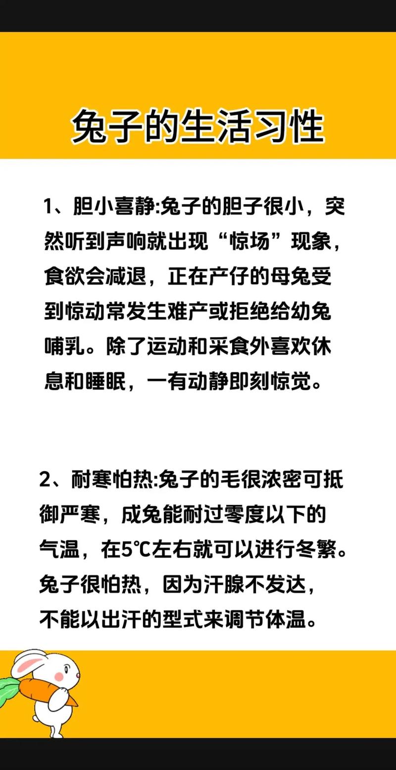 养兔的方法和技巧，笼子垫料食物水环境，细节决定健康快乐