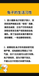 养兔的方法和技巧，笼子垫料食物水环境，细节决定健康快乐