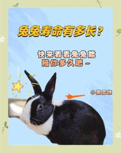 兔子能咬竹子吗，兔子啃笼子牙痒痒？甜竹磨牙超香！
