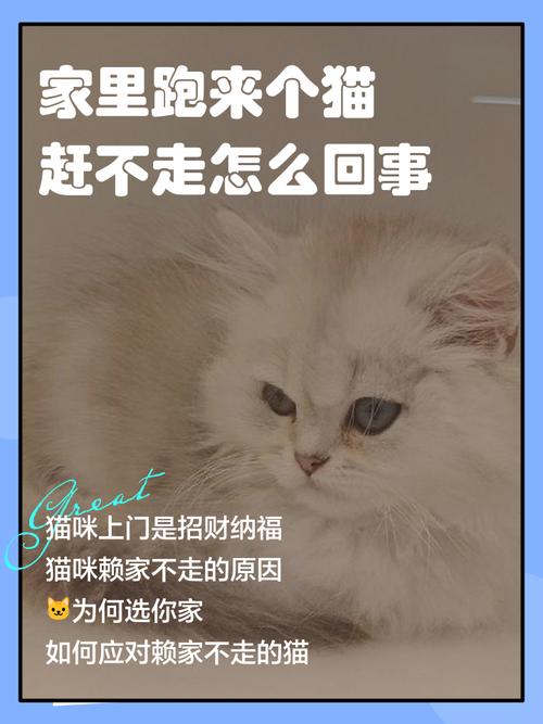 起司猫是什么猫，起司猫，治愈系萌宠