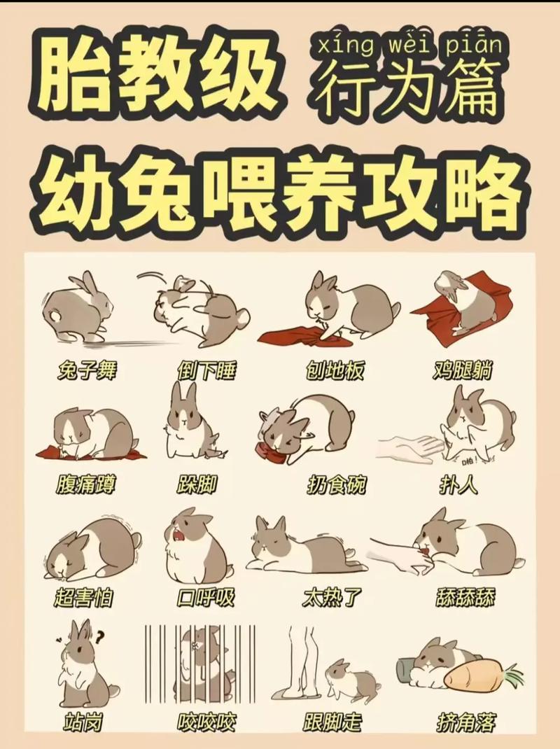 养兔需要了解哪,笼子食物清洁与照顾 养兔需要了解哪,笼子食物清洁与照顾