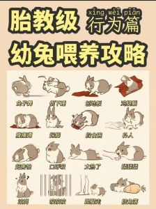 养兔需要了解哪，笼子食物清洁与照顾