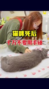 猫死了埋有讲究吗，家猫离世咋处理？土葬火化选个靠谱地儿，别忌讳，让猫舒坦咱也心安