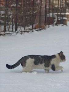 猫冬天可以在室外养吗，家猫怕冷，室内保暖更安全