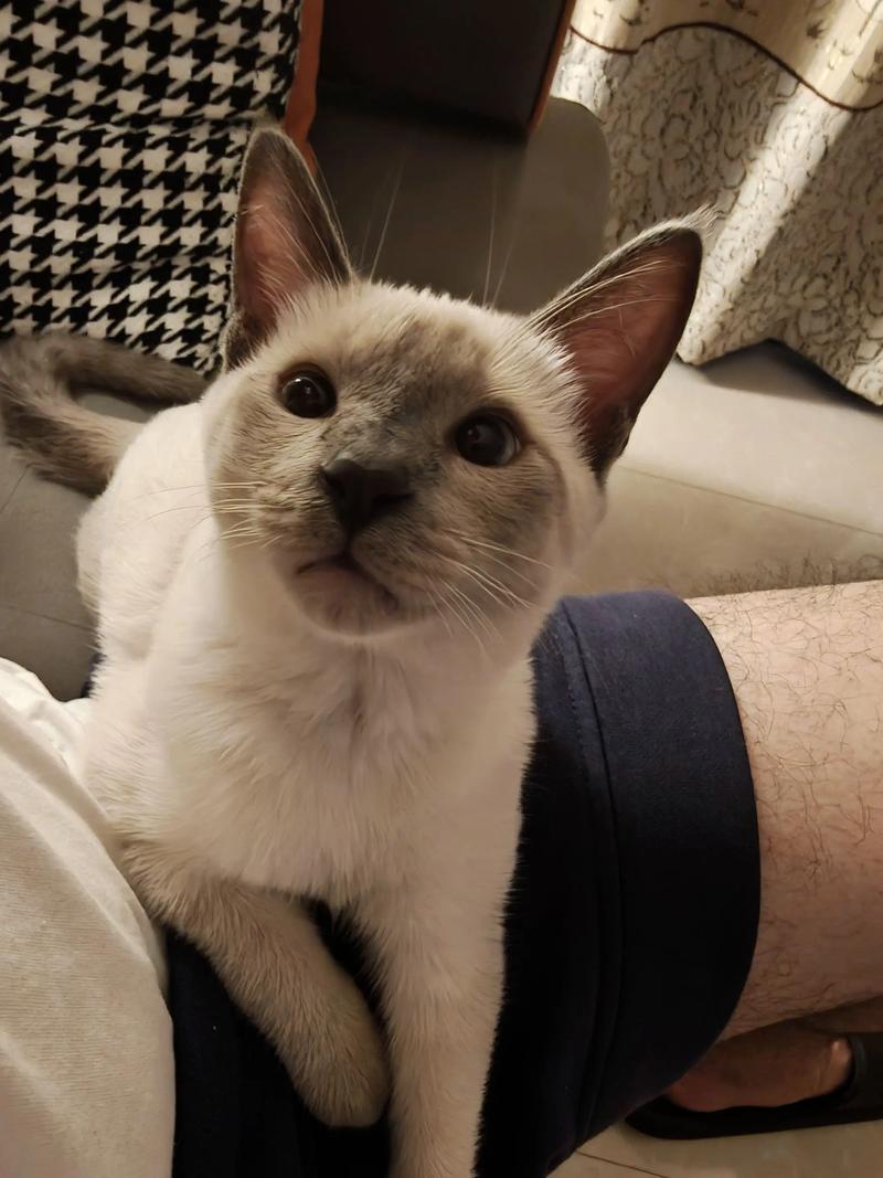 我是苏畅我回来了一只逻辑猫,md0165,逻辑猫伴我成长 我是苏畅我回来了一只逻辑猫,md0165,逻辑猫伴我成长