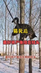 猫被压死了是它的命吗，压死流浪猫，是疏忽还是责任？