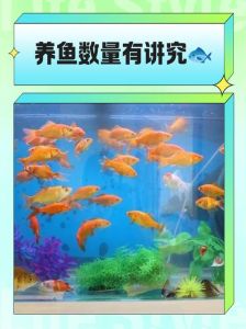 养鱼最佳数量对照表，1469条招财，235条阻碍？
