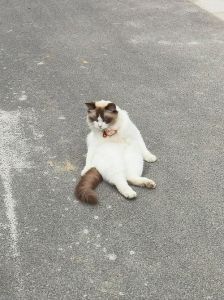 公猫农村散养会跑吗，养猫怕丢？绝育扩圈贴启事，芯片项圈保平安！