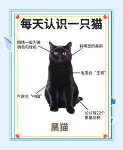 黑猫死了玄学代表什么，黑猫离世？科学看待，珍惜过往