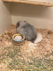 家里养龙猫臭吗，爱干净的龙猫不臭，勤打理闻着香
