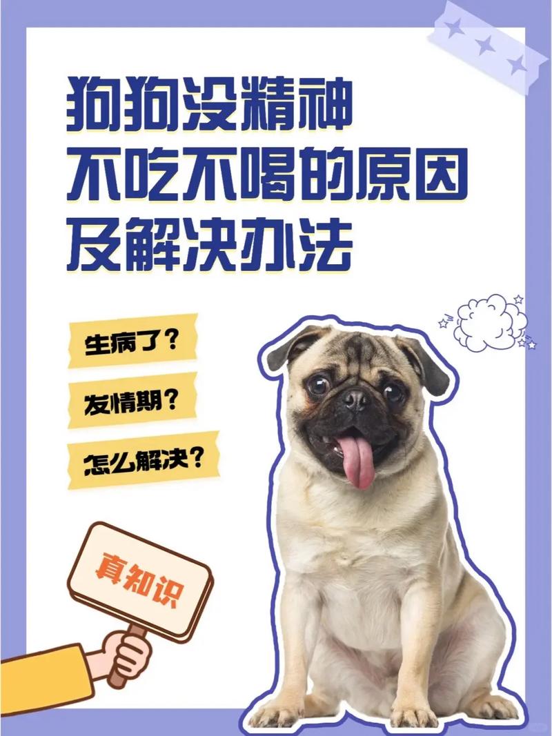 养了几天的狗狗不想养了怎么办,养狗新鲜感过,太麻烦想放弃?先别冲动! 养了几天的狗狗不想养了怎么办,养狗新鲜感过,太麻烦想放弃?先别冲动!