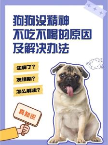 养了几天的狗狗不想养了怎么办，养狗新鲜感过，太麻烦想放弃？先别冲动！