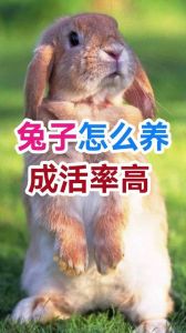 属兔养兔会怎么样，情感寄托，带来宁静