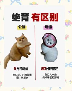 猫绝育有什么好处，猫咪绝育好处多，健康快乐少烦恼