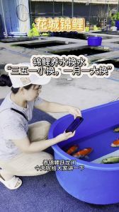 一个人养鱼后的10大变化，男人养鱼缸，专注减压显细心