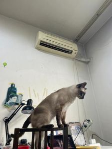 养只宠物兔开销大吗，养兔成本高？笼粮医费全算清！