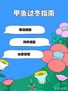 甲鱼过冬怎么饲养，与野生的区别及注意事项