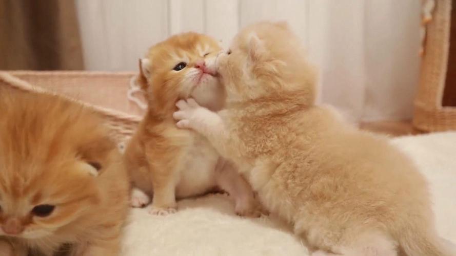 猫扇巴掌，猫咪爱扇巴掌？别生气，这样教它更乖！