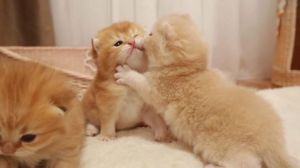 猫扇巴掌，猫咪爱扇巴掌？别生气，这样教它更乖！