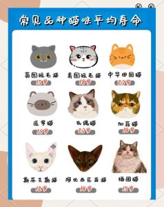 猫7岁相当于人多大，科学喂养保健康