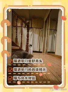 猫进入家中的五大征兆，不熟猫老往家跑？风水好运势旺！