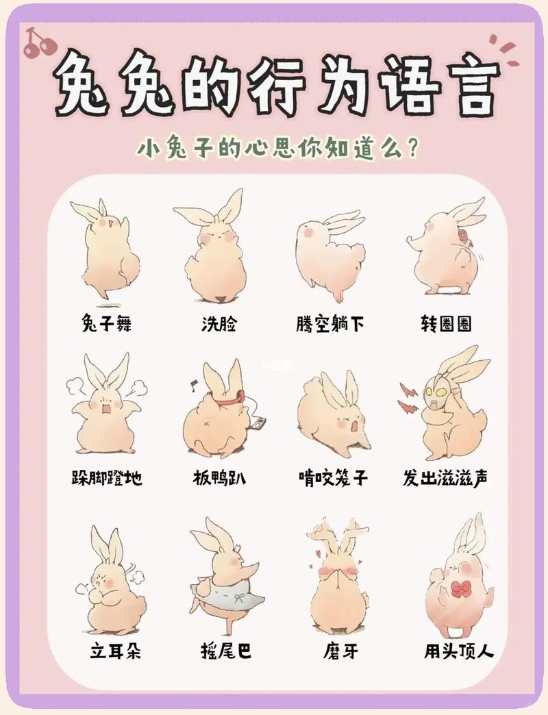 兔子最喜欢什么人，兔子爱和优雅能干的人玩，属狗的更吉利