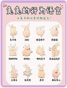 兔子最喜欢什么人，兔子爱和优雅能干的人玩，属狗的更吉利