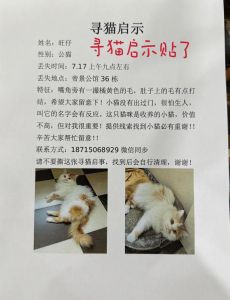 小猫跑丢了怎么找回来，猫咪认路回家？头72小时在家附近找！