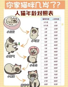7岁猫相当于人多少岁，猫咪年龄换算不准确，7岁猫需精心照顾！