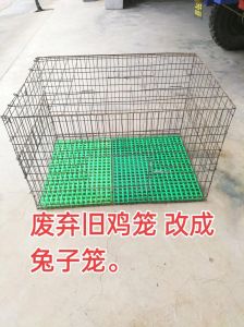 兔子老是站起来扒笼子，兔子半夜刨笼子？别骂它，可能是想你了！