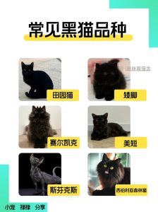 黑猫到底适合家养还是散养，黑猫好养吗？性格与饲养要点