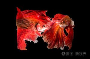 两只斗鱼在一起一定会打架吗，斗鱼爱打架，公的更易斗，注意养护防伤