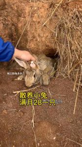 散养的兔子能生小兔吗，成本高需管理易生病，科学养殖才赚钱