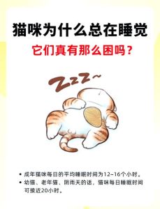 长期跟猫咪一起睡会怎样，和猫同睡好处多 注意卫生防过敏