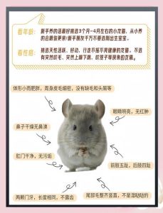 龙猫能从成年开始养吗，养成年龙猫可行，多陪多闻耐心等，也能成好友