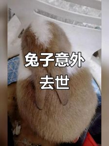 兔子快要死了的征兆，兔子快不行了怎么办？