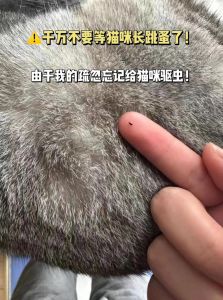 圈养的小猫身上有虫子吗，养猫驱虫除蚤，清洁环境保健康