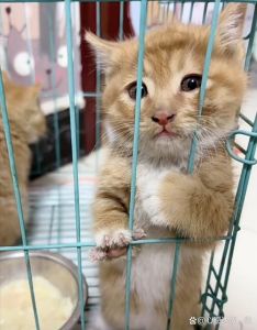猫关进笼子里发出凶哼哼声音，猫咪叫唤怎么办？试试这些方法！