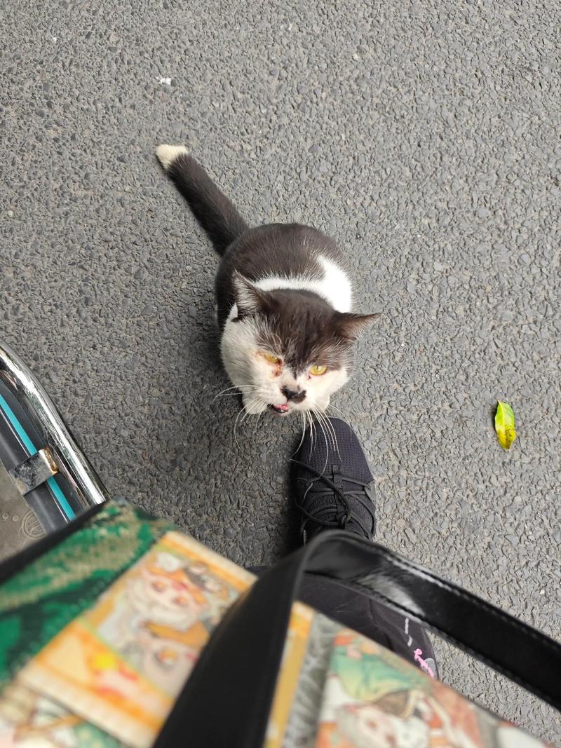 猫被扔了后还会回来吗，猫丢了会想家回不来，别干着急先想好接不接