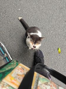 猫被扔了后还会回来吗，猫丢了会想家回不来，别干着急先想好接不接