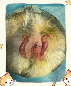 公兔子绝育风险大吗，兔子绝育有必要，健康行为双提升！