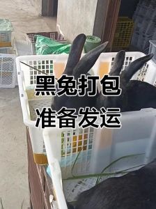 为什么黑兔不能随便养，黑兔虽酷养需谨慎