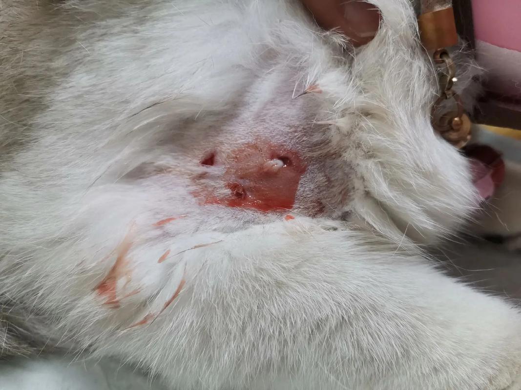 散养猫被流浪猫咬，自家猫被流浪猫咬伤怎么办？