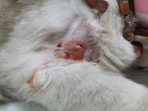 散养猫被流浪猫咬，自家猫被流浪猫咬伤怎么办？