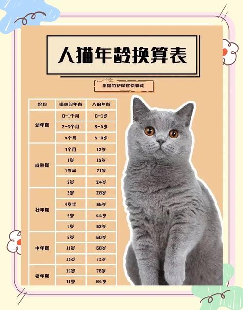 猫15年实际多少岁，猫咪十五岁需多关爱