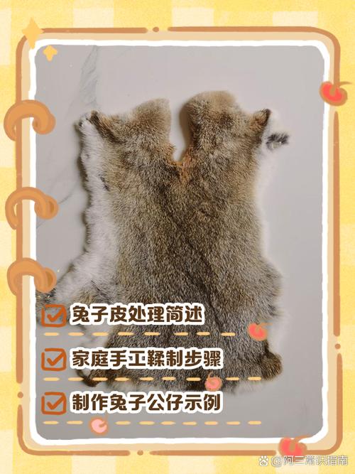 宠物兔死后处理方式，兔子病了要当心，死了要妥善处理消毒
