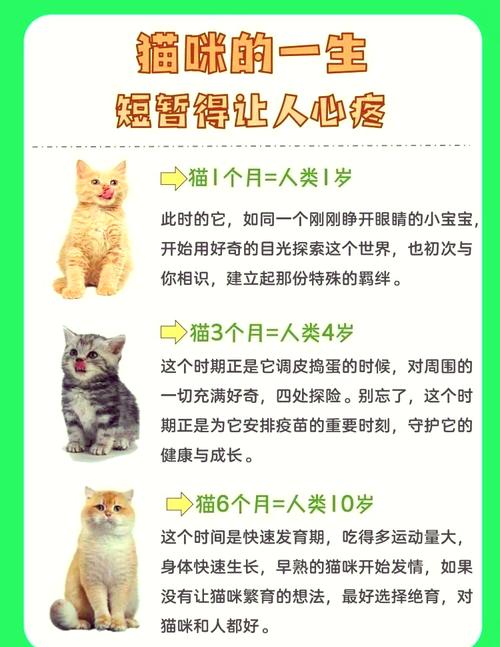 猫咪7年相当于几岁，我家七岁猫像人几岁？中年需细照顾