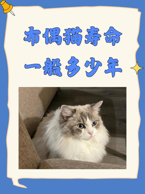 有猫缘的男人什么命，养猫有缘分，增福添健康，属相合不合，珍惜这份情