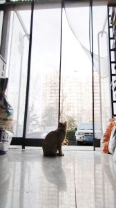 流浪猫笼子里养多久可以放出来，纠结养流浪猫？耐心建立信任，给它家真好！